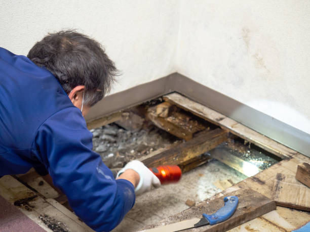 Best Black Mold Removal  in Palos Park, IL