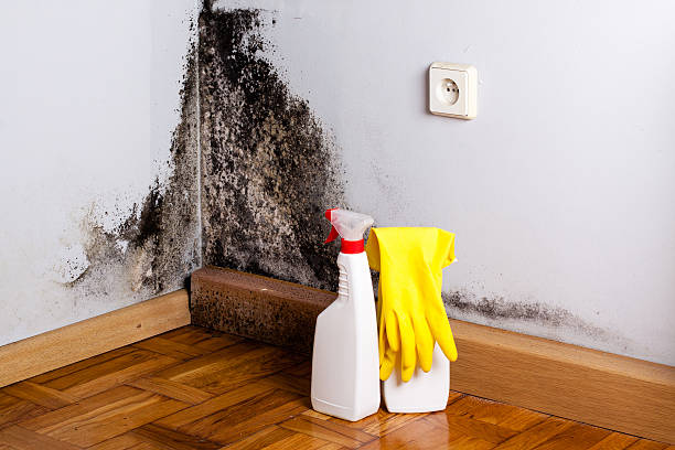 Best Mold Damage Repair  in Palos Park, IL
